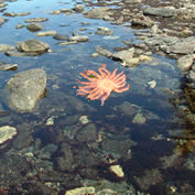 Tidepools are home to a multitude of tiny fish, crustaceans and other creatures